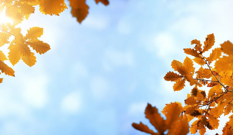 Septiembre audición