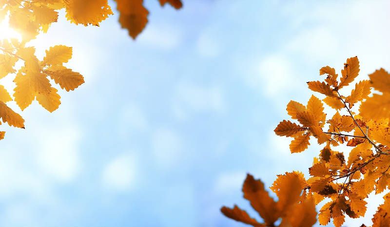 Septiembre audición